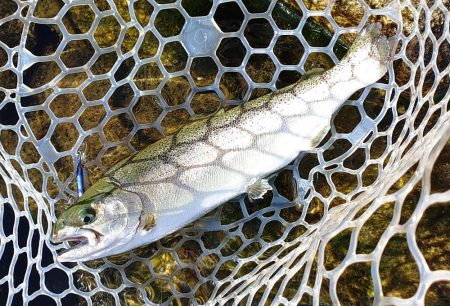 秋晴れのフィッシングパーク高島の泉で釣りまくる
